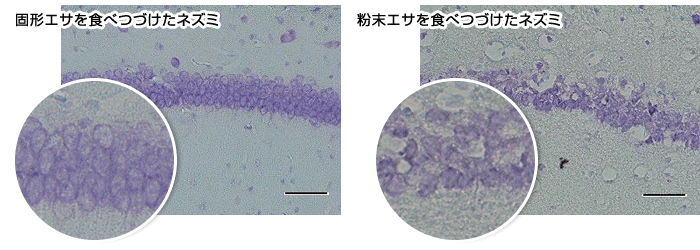 ネズミの海馬周辺の細胞数