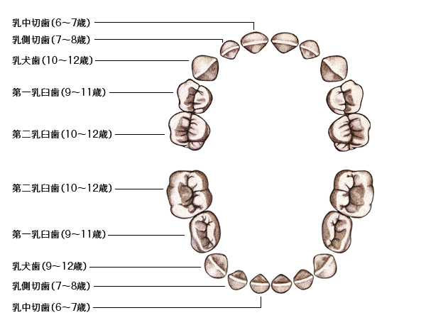 乳歯の名前と生えかわる時期の目安