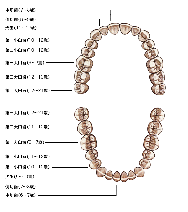 歯 の 抜ける 順番