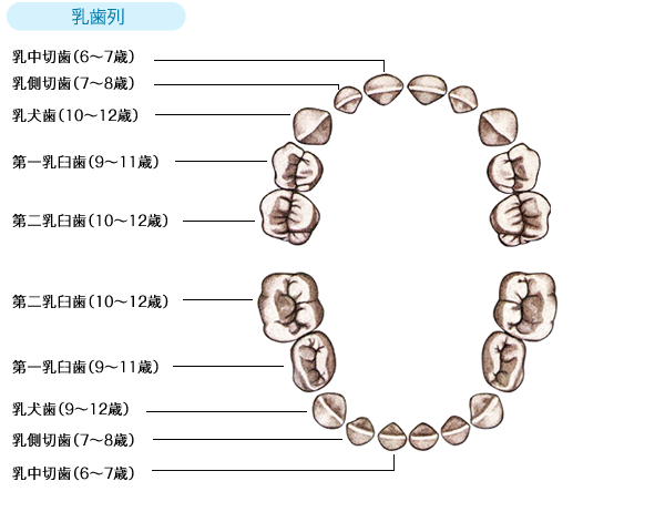 歯 の 本数