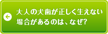 大人の犬歯が正しく生えない場合</span>があるのは、なぜ？