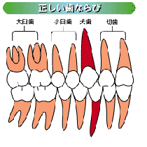 咬み合わせと歯並び